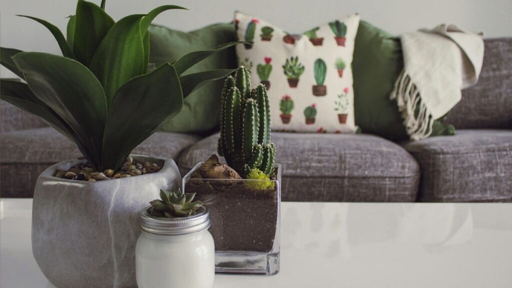 How to Arrange Indoor Plants
