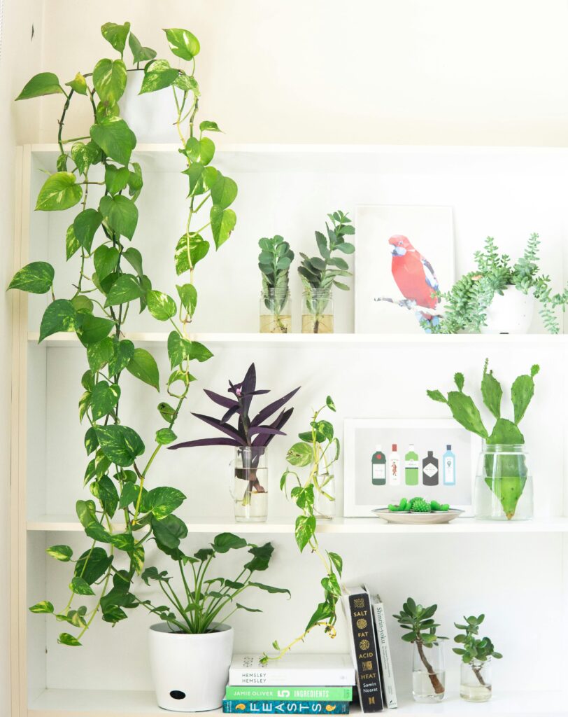 How to Arrange Indoor Plants