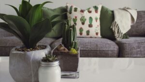 How to Arrange Indoor Plants